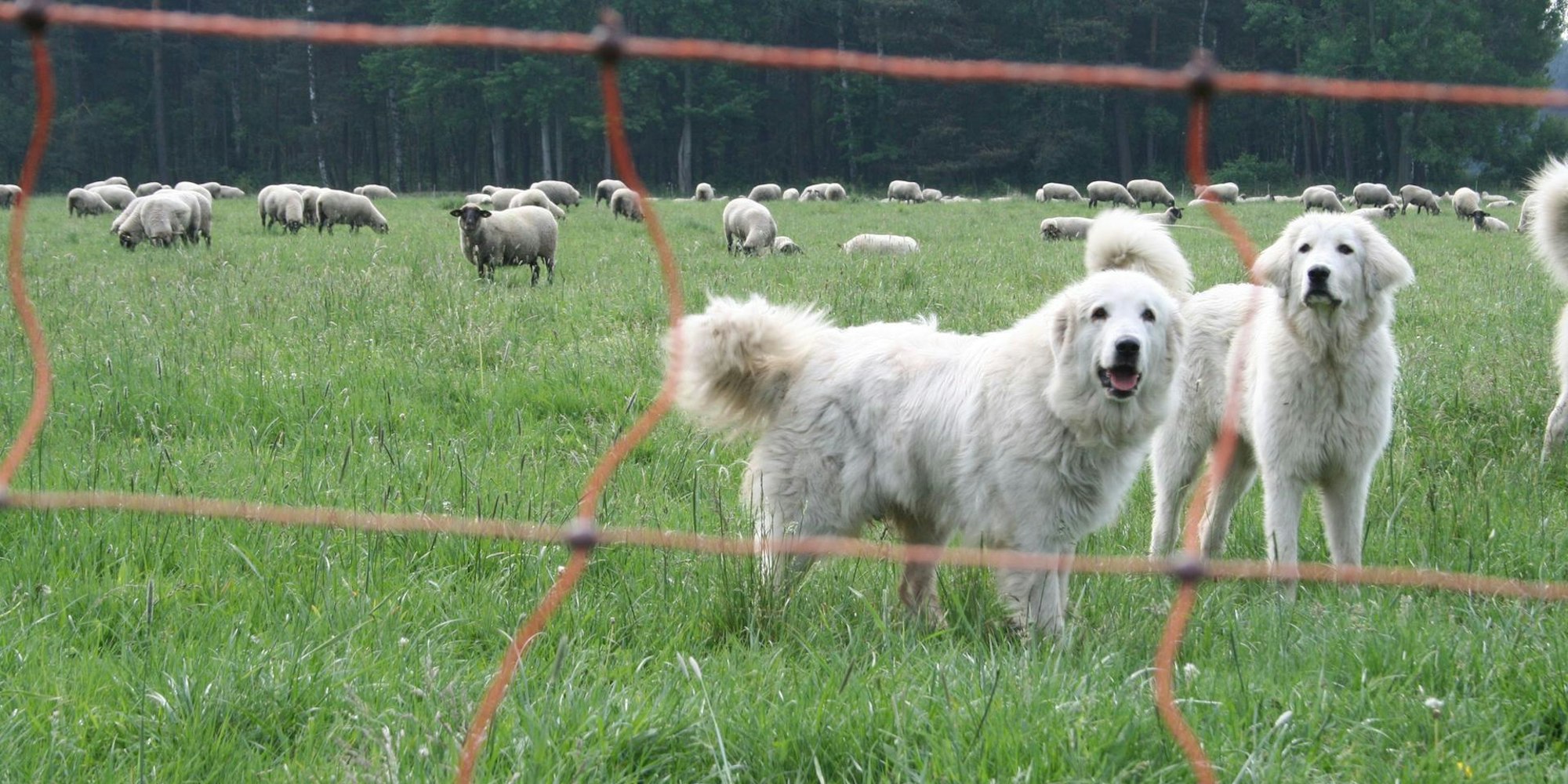 2020_11_19-db-Herdenschutzhunde -nabu-anette-wolff