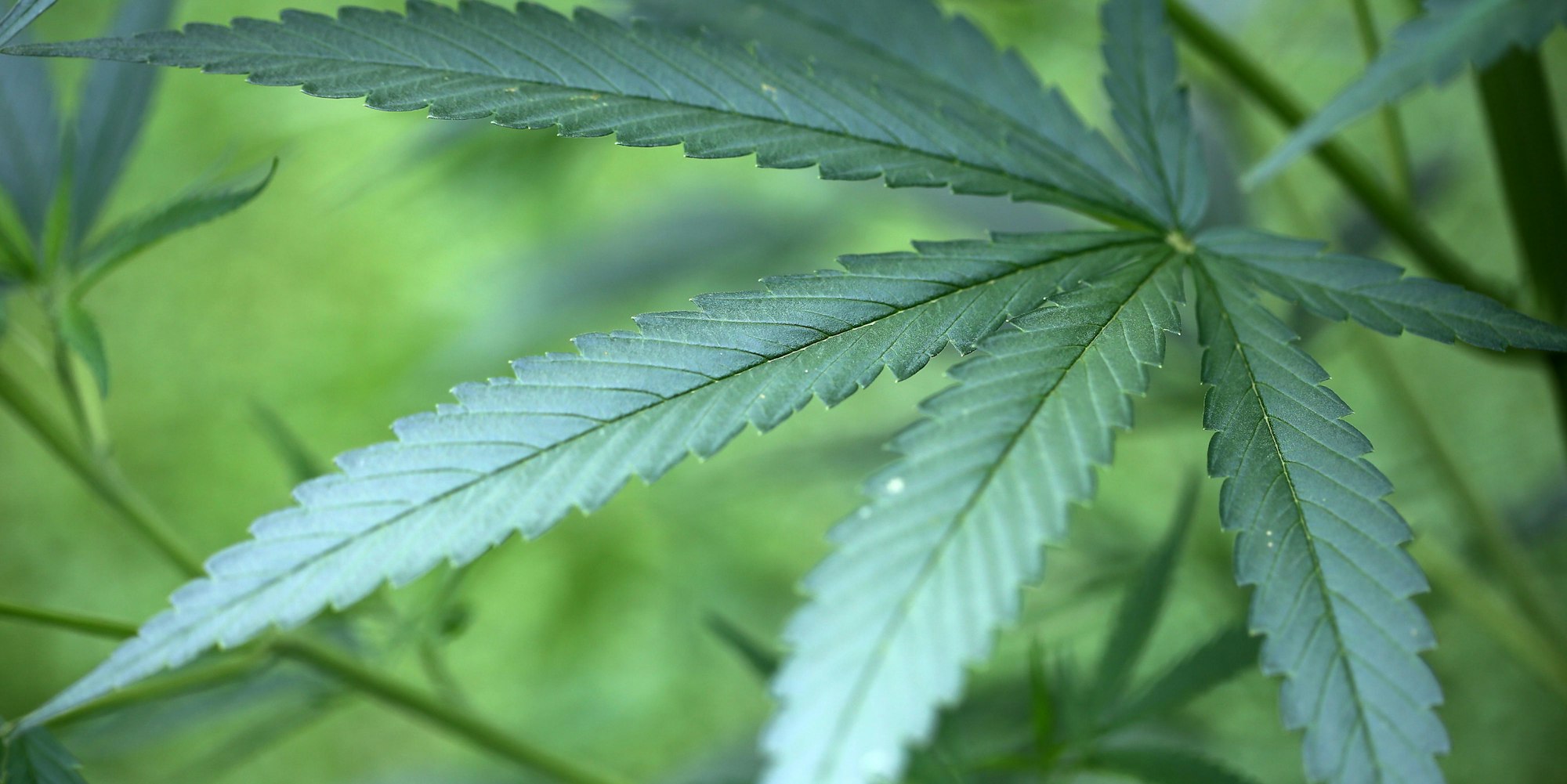 cannabis-dpa