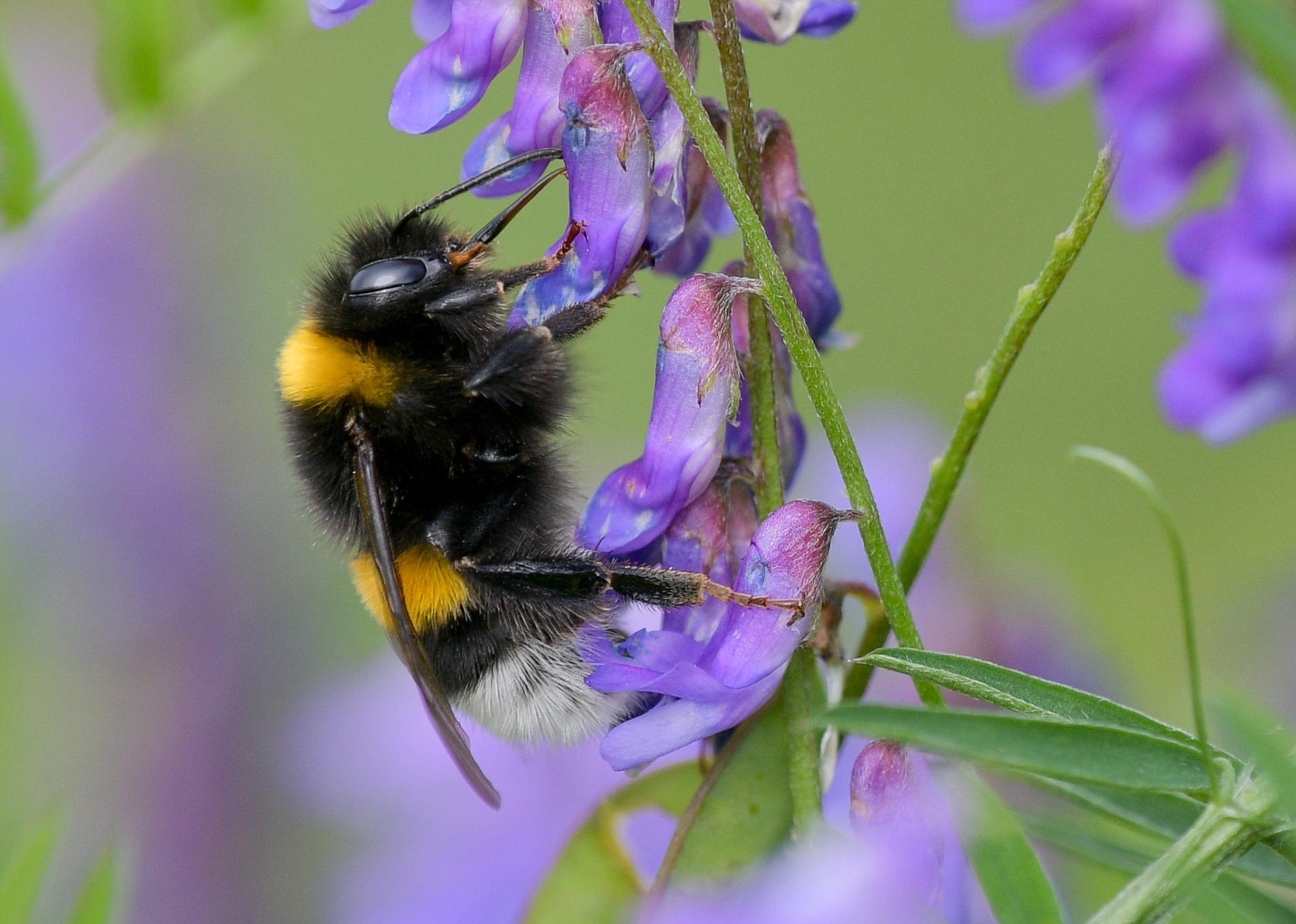 Hummel_dpa