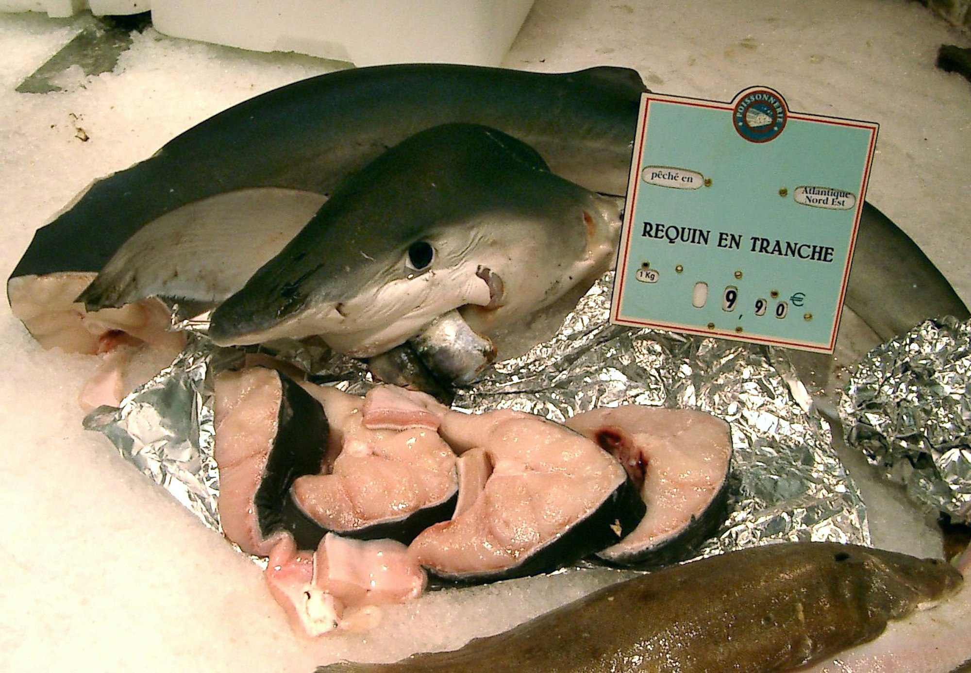 Heringshai_als_Haisteack