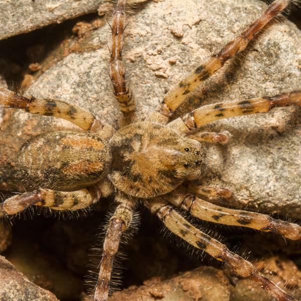 Nosferatu-Spinne IMAGO 110822