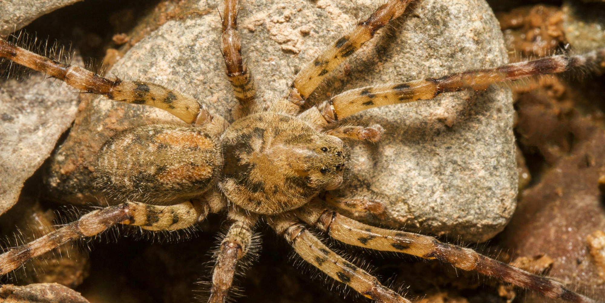 Nosferatu-Spinne IMAGO 110822