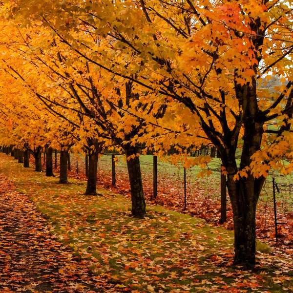 Baumallee HerbstGettyImages-paulacobleigh1041229690