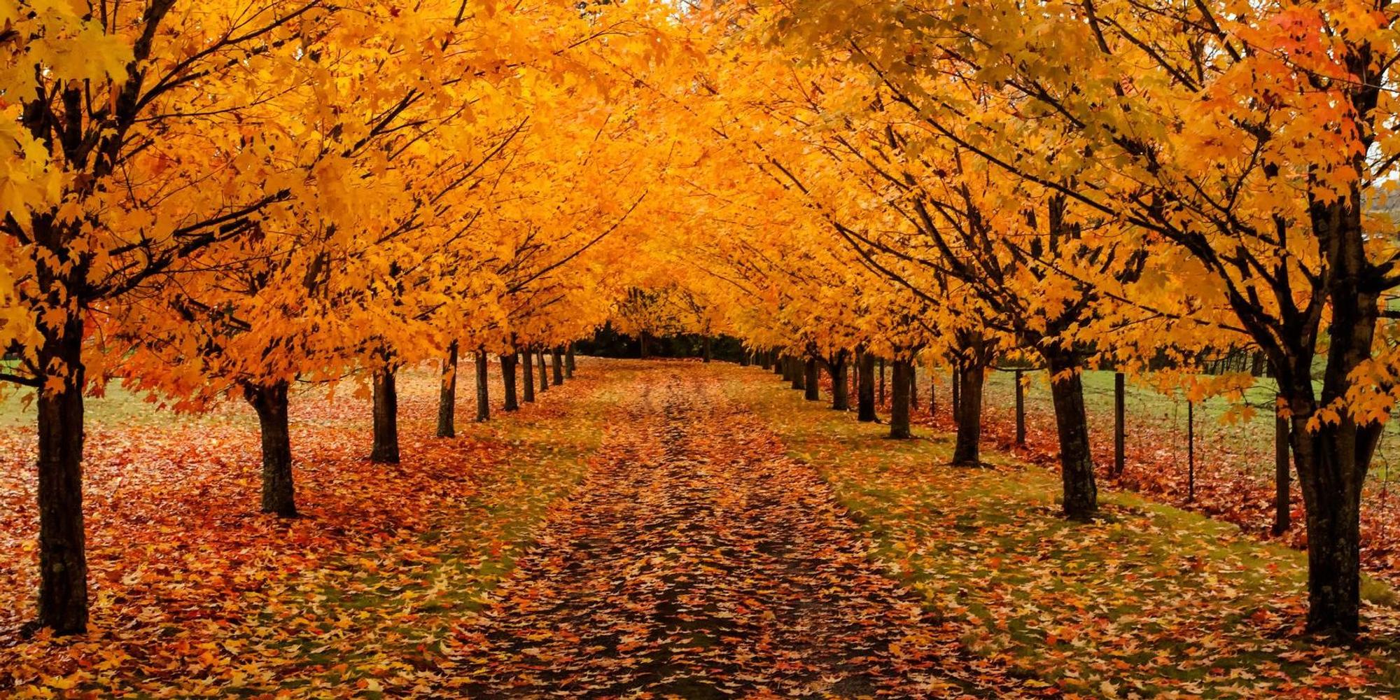 Baumallee HerbstGettyImages-paulacobleigh1041229690