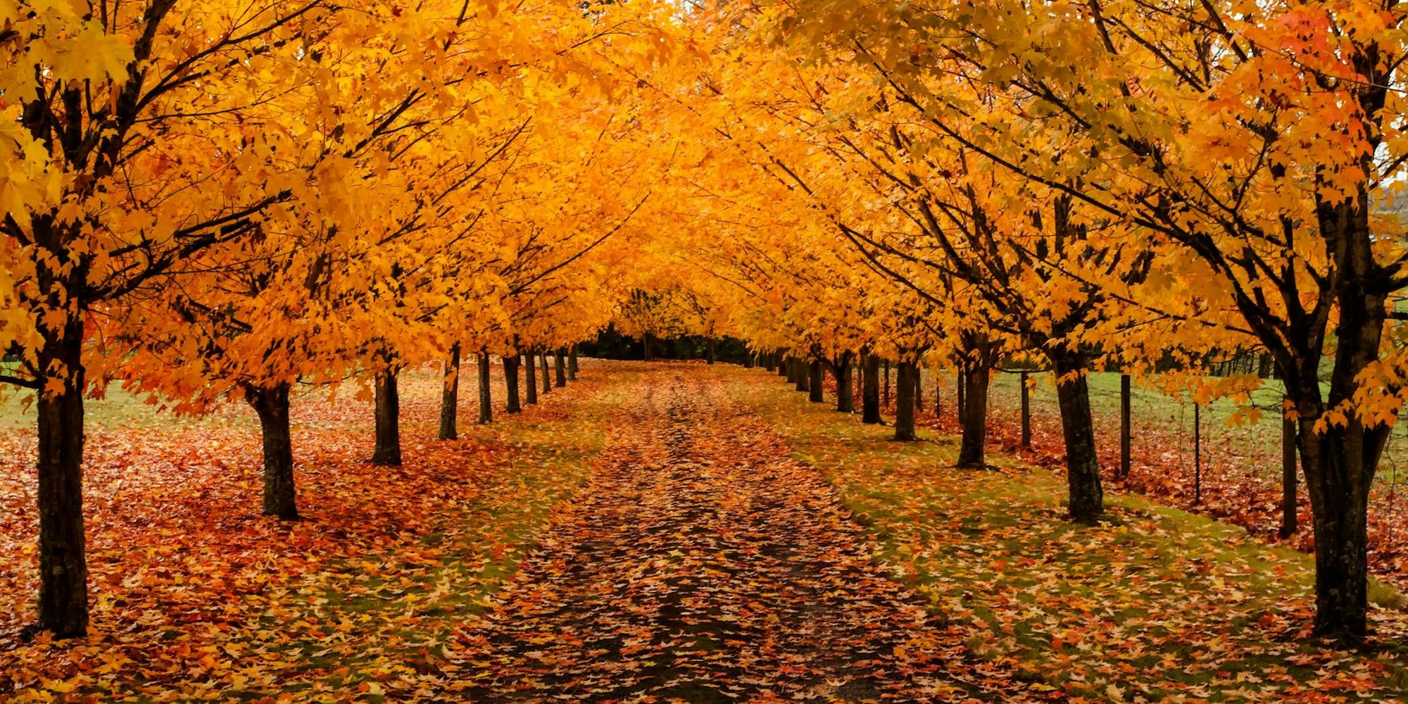 Baumallee HerbstGettyImages-paulacobleigh1041229690