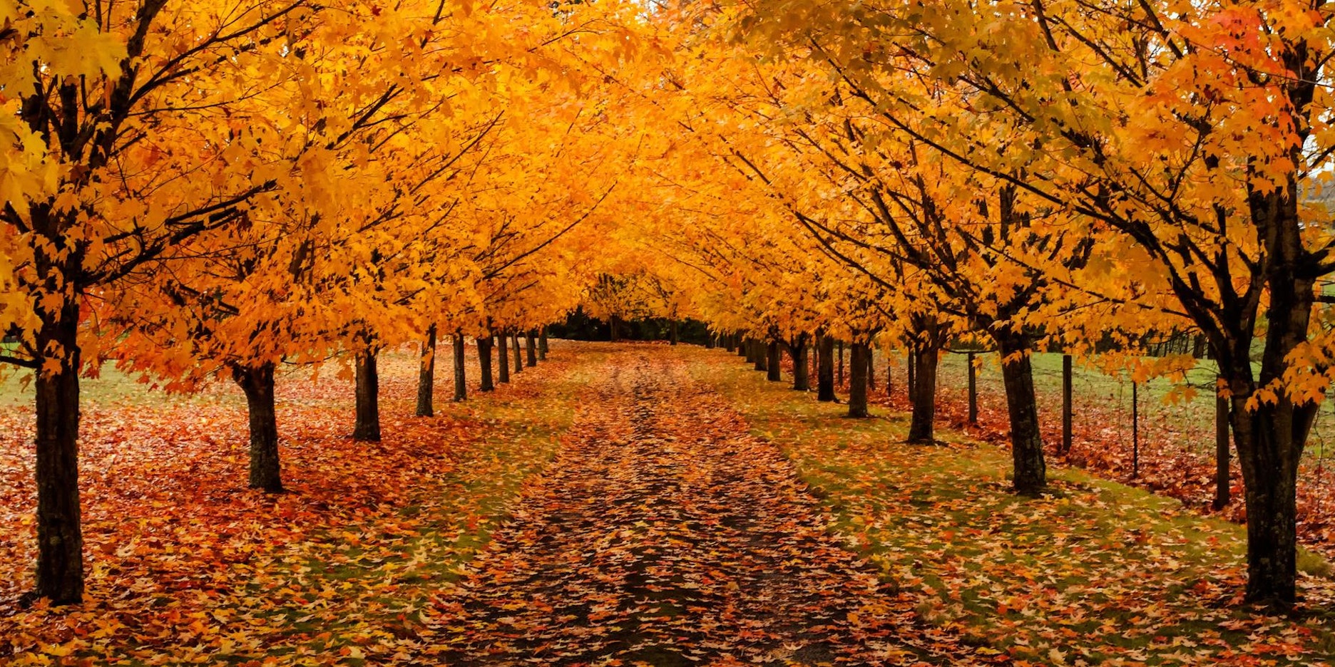 Baumallee HerbstGettyImages-paulacobleigh1041229690