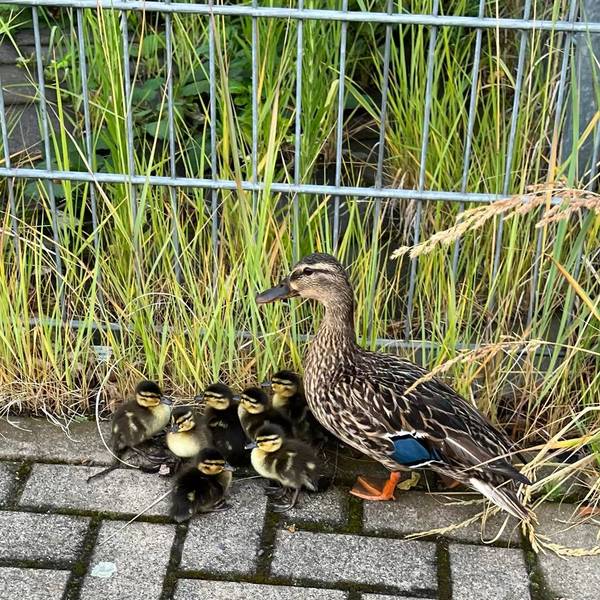 Neuer Inhalt (6)