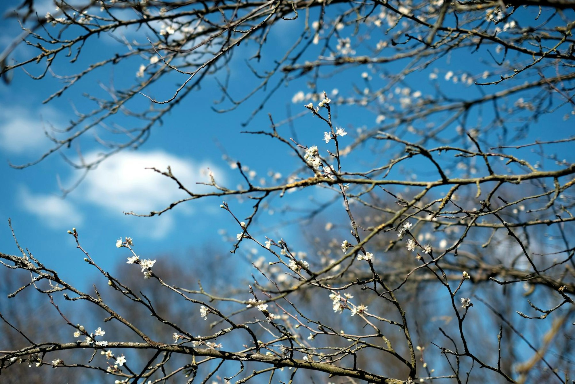 Bild 1 20200401max-garten17