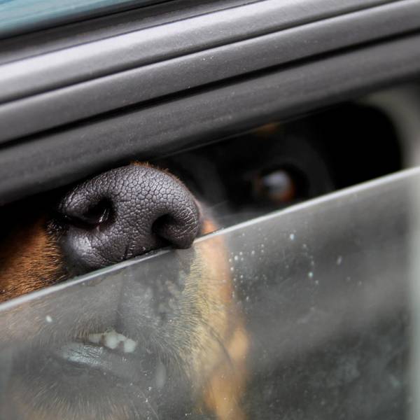 Hund_im_Auto_59081092