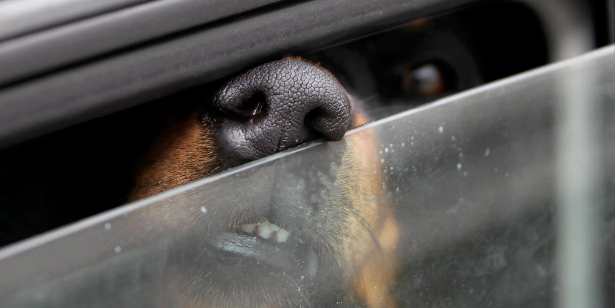 Hund_im_Auto_59081092