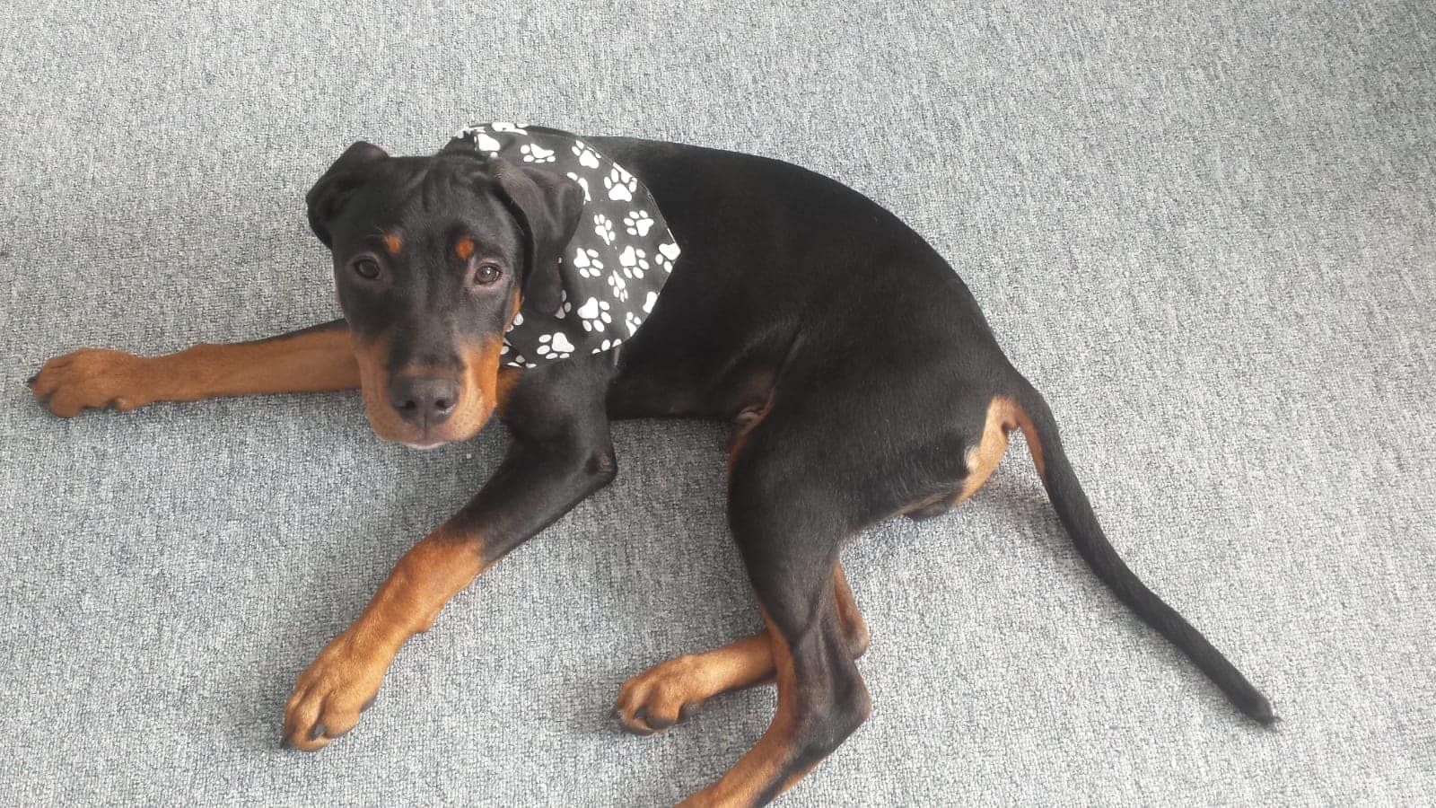 Hund2