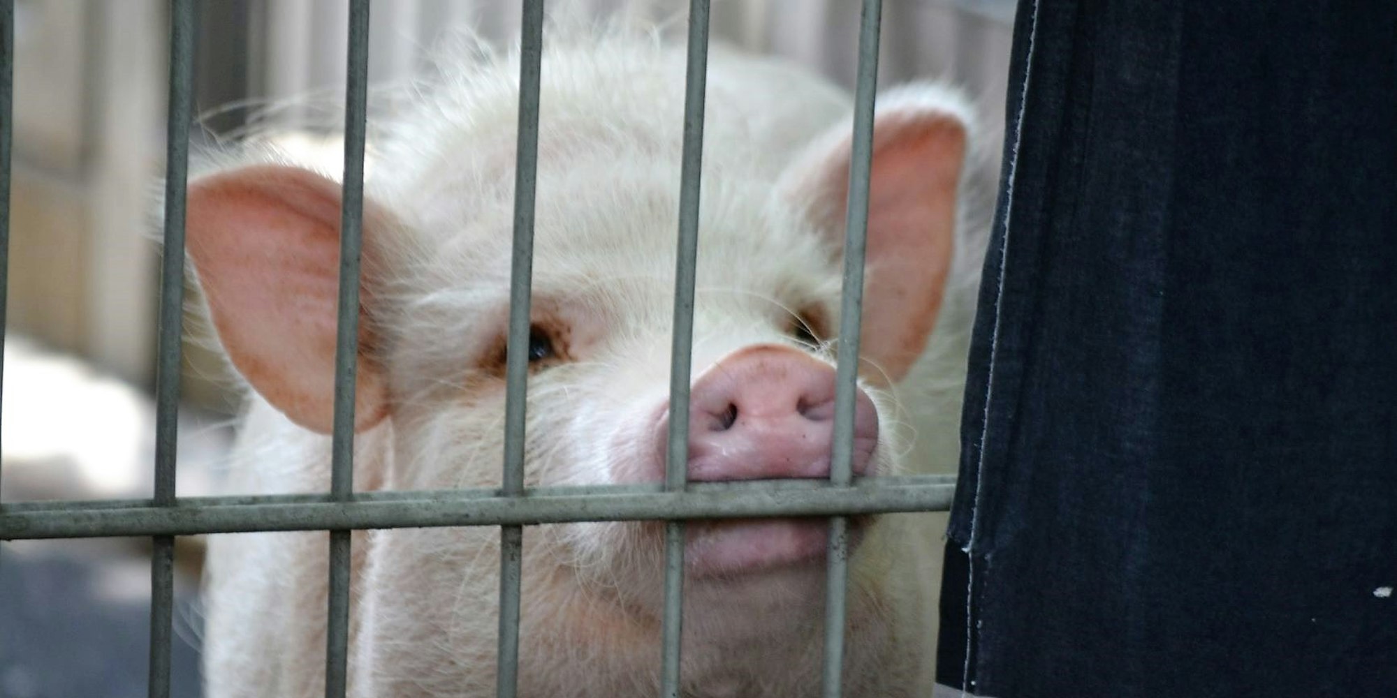 Zollstock_Tierheim_2