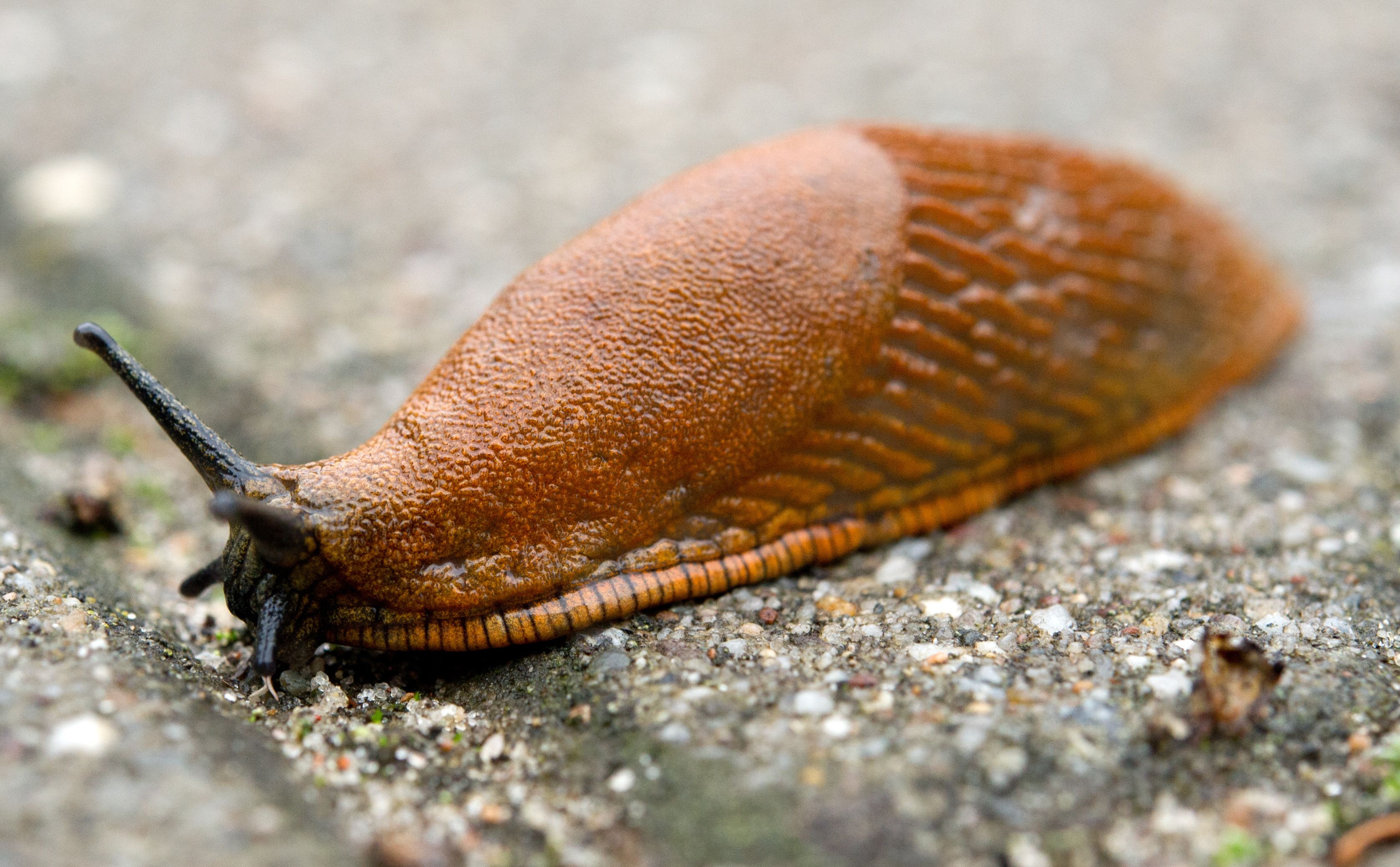 Schnecke (1)