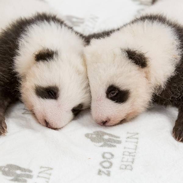 Panda-Zwillinge Berlin (1)