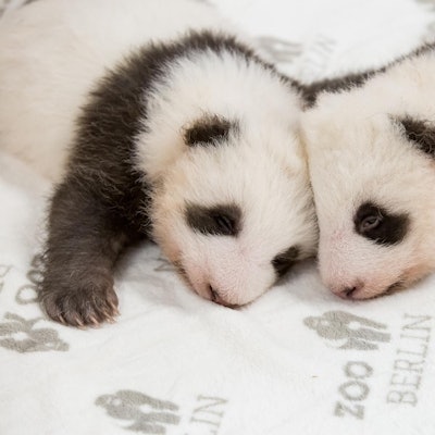 Panda-Zwillinge Berlin (1)