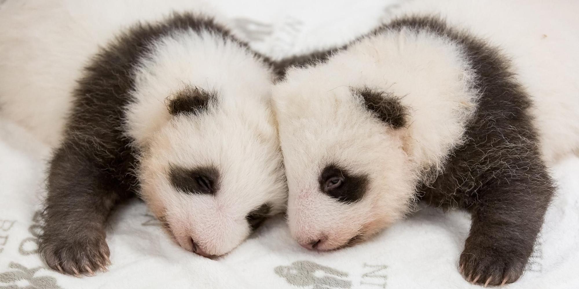 Panda-Zwillinge Berlin (1)