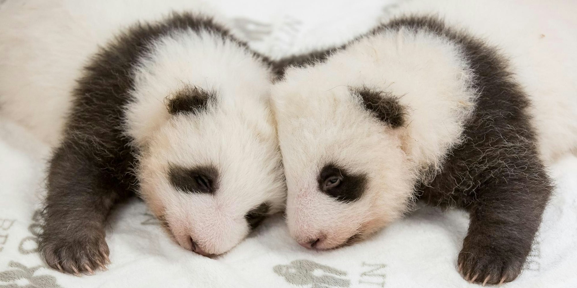 Panda-Zwillinge Berlin (1)