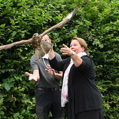 heinen esser greifvogel