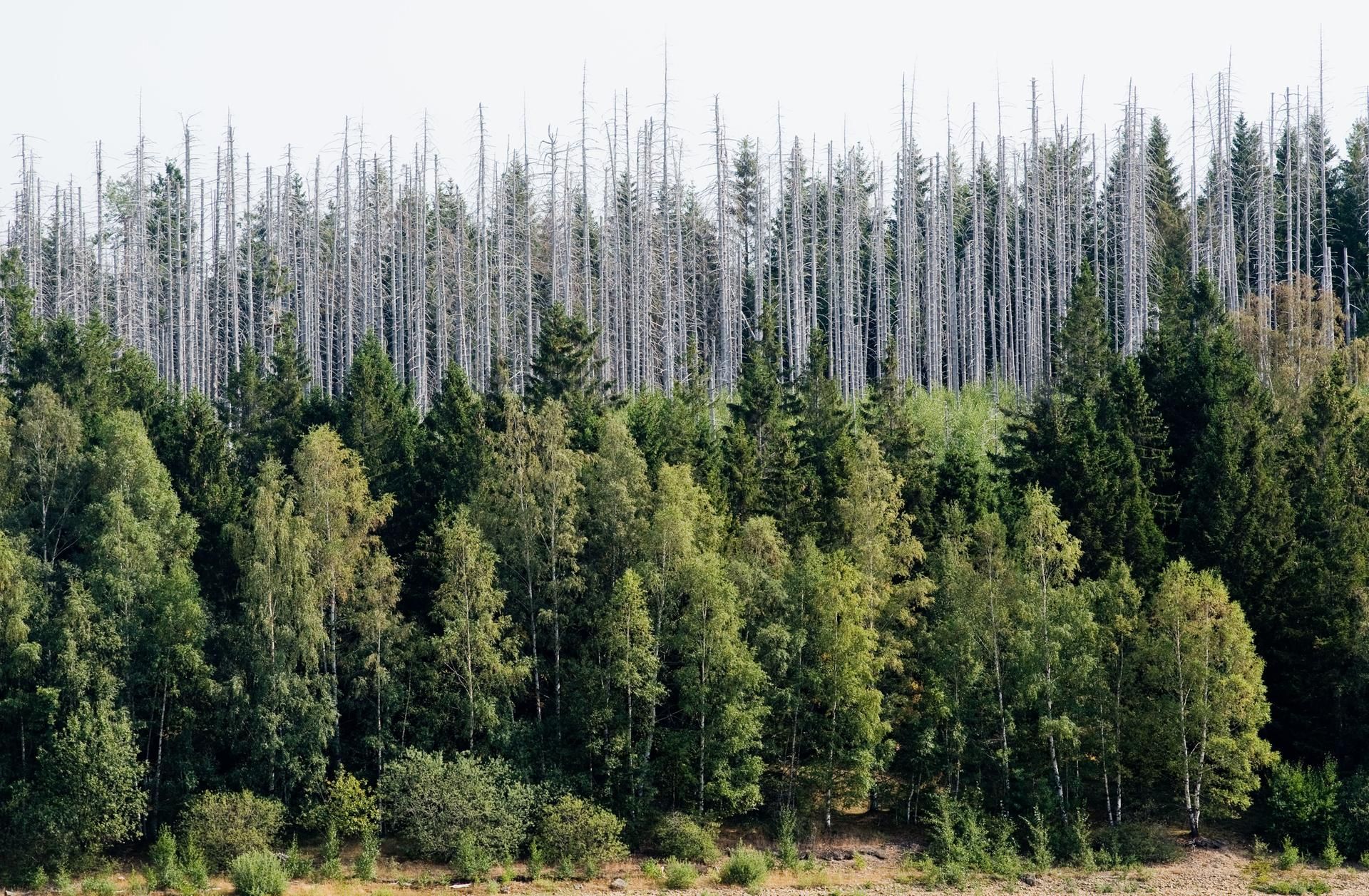 Waldsterben_Harz (1)