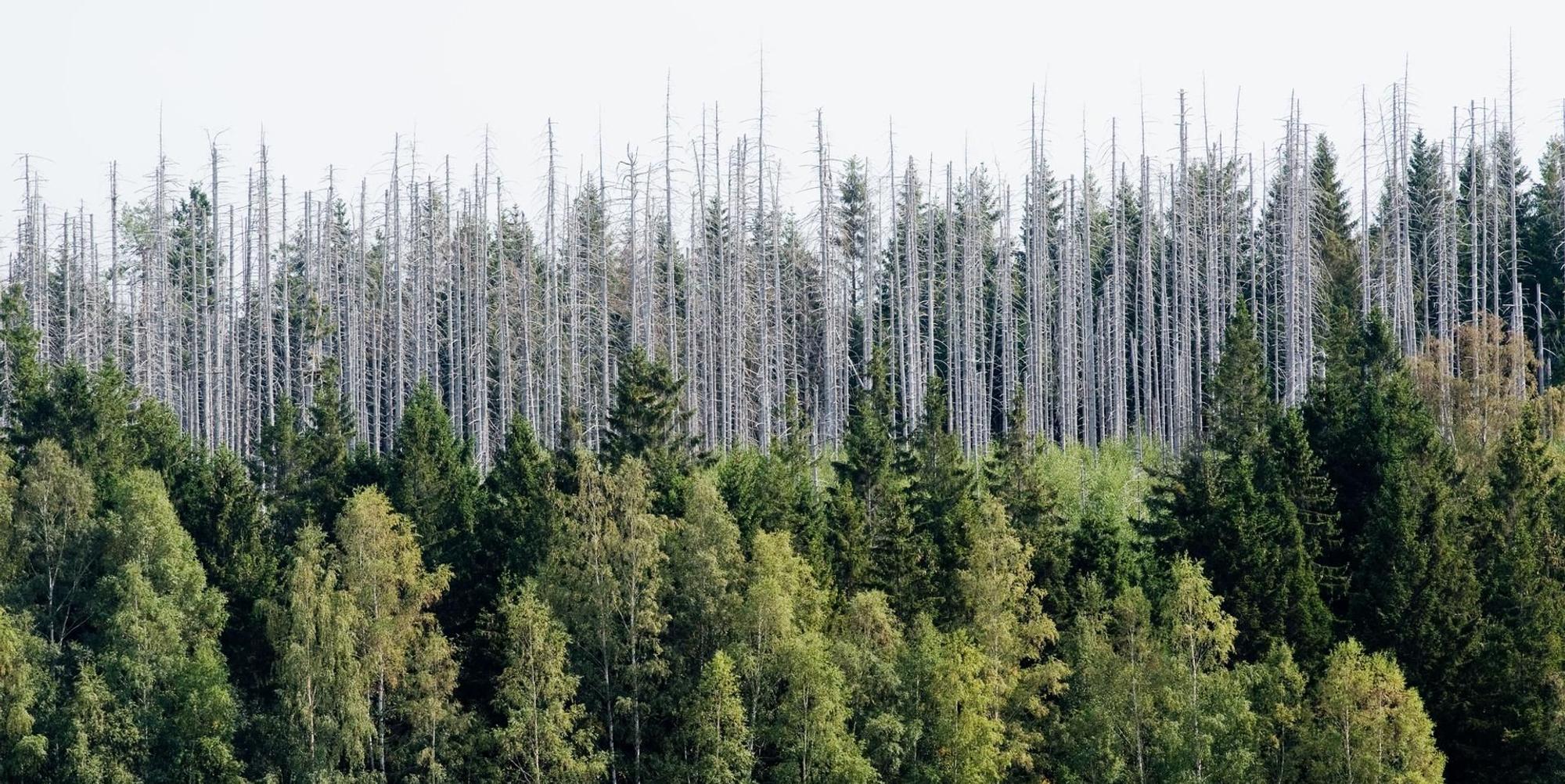 Waldsterben_Harz (1)