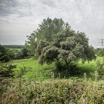 rheindorf-ueberflutungsflaeche_RLE_Leverkusen08122021ALF