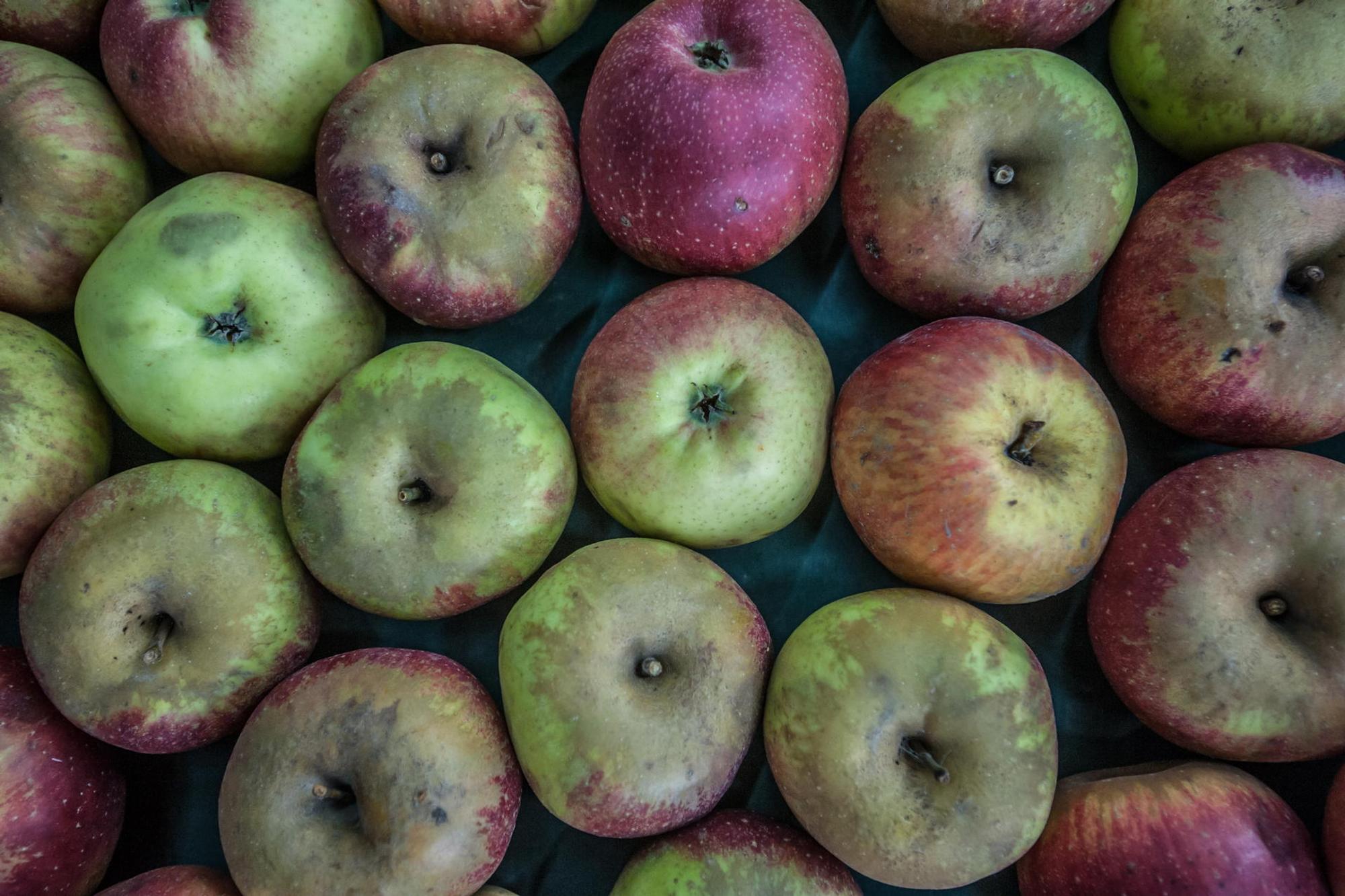 leichlingen-obstmarkt--ALF_7425
