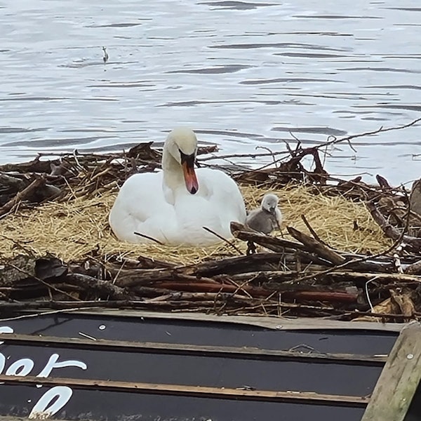 Schwan_Rhiem_Aufmacher (1)