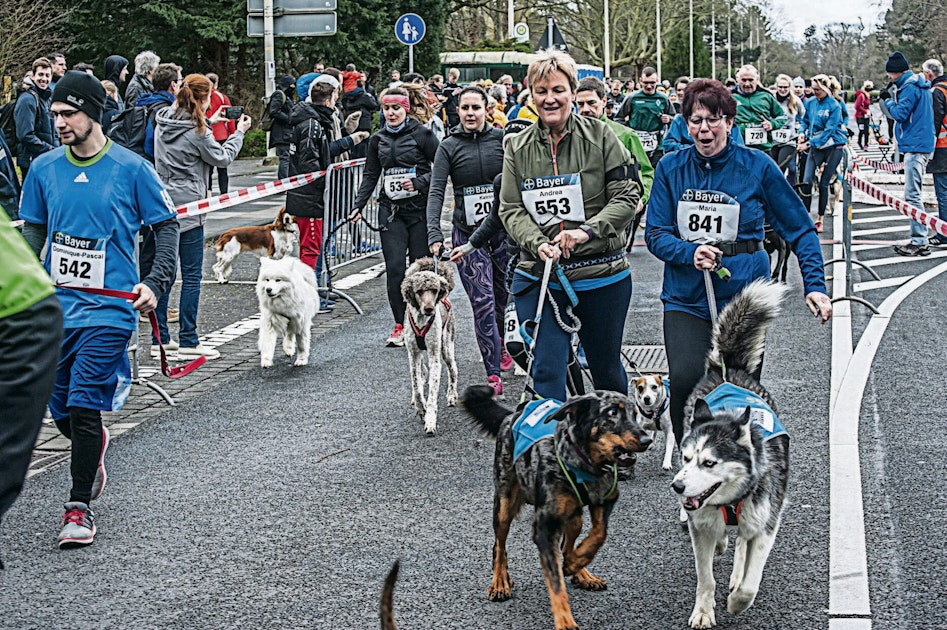 Rund ums Bayerkreuz – auch auf vier Pfoten - Rundschau Online