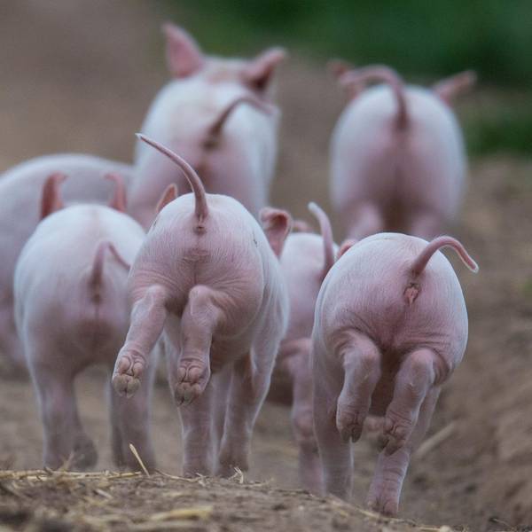 Ferkel freuen sich (2)