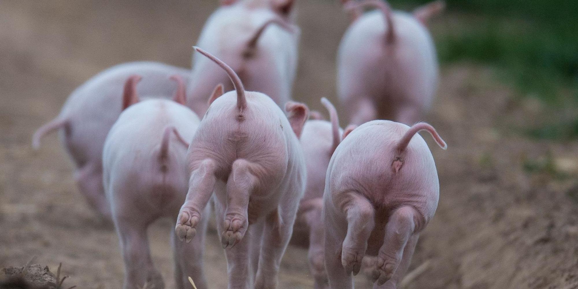 Ferkel freuen sich (2)