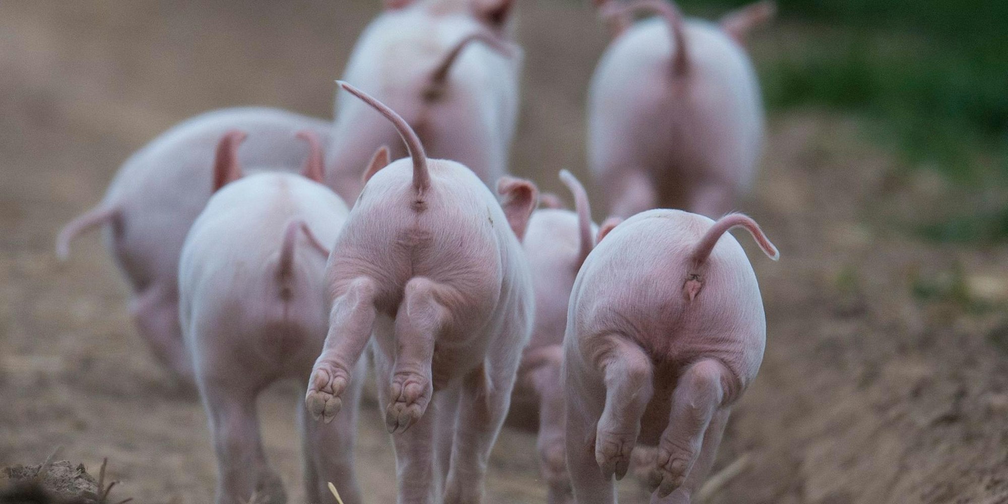 Ferkel freuen sich (2)