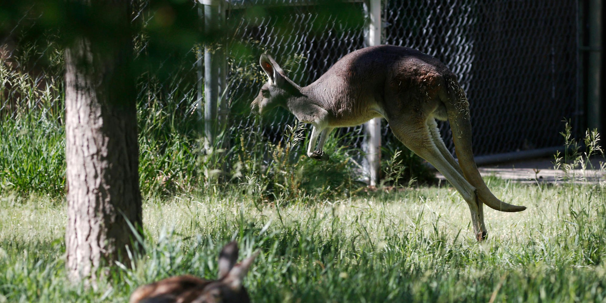 Känguru