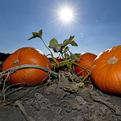 Kuerbis_im_Sonnenlicht