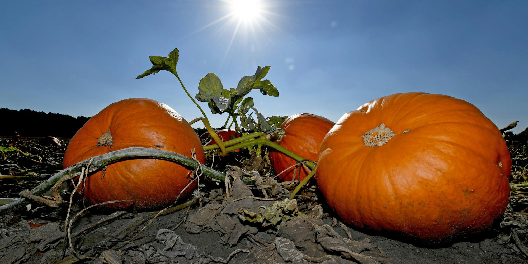 Kuerbis_im_Sonnenlicht