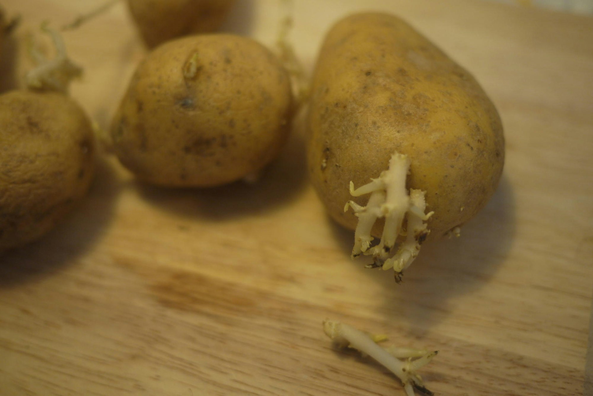 Kartoffel Triebe Keime dpa