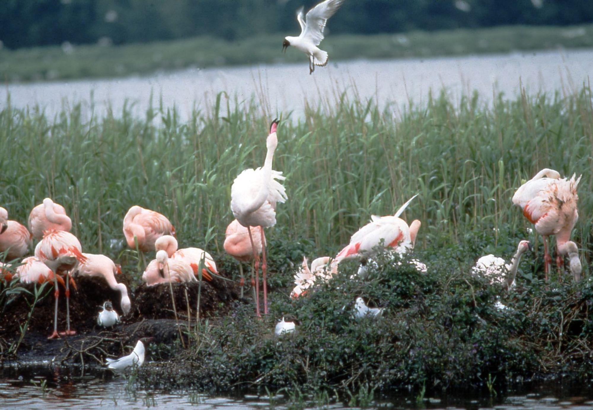 Flamingos2