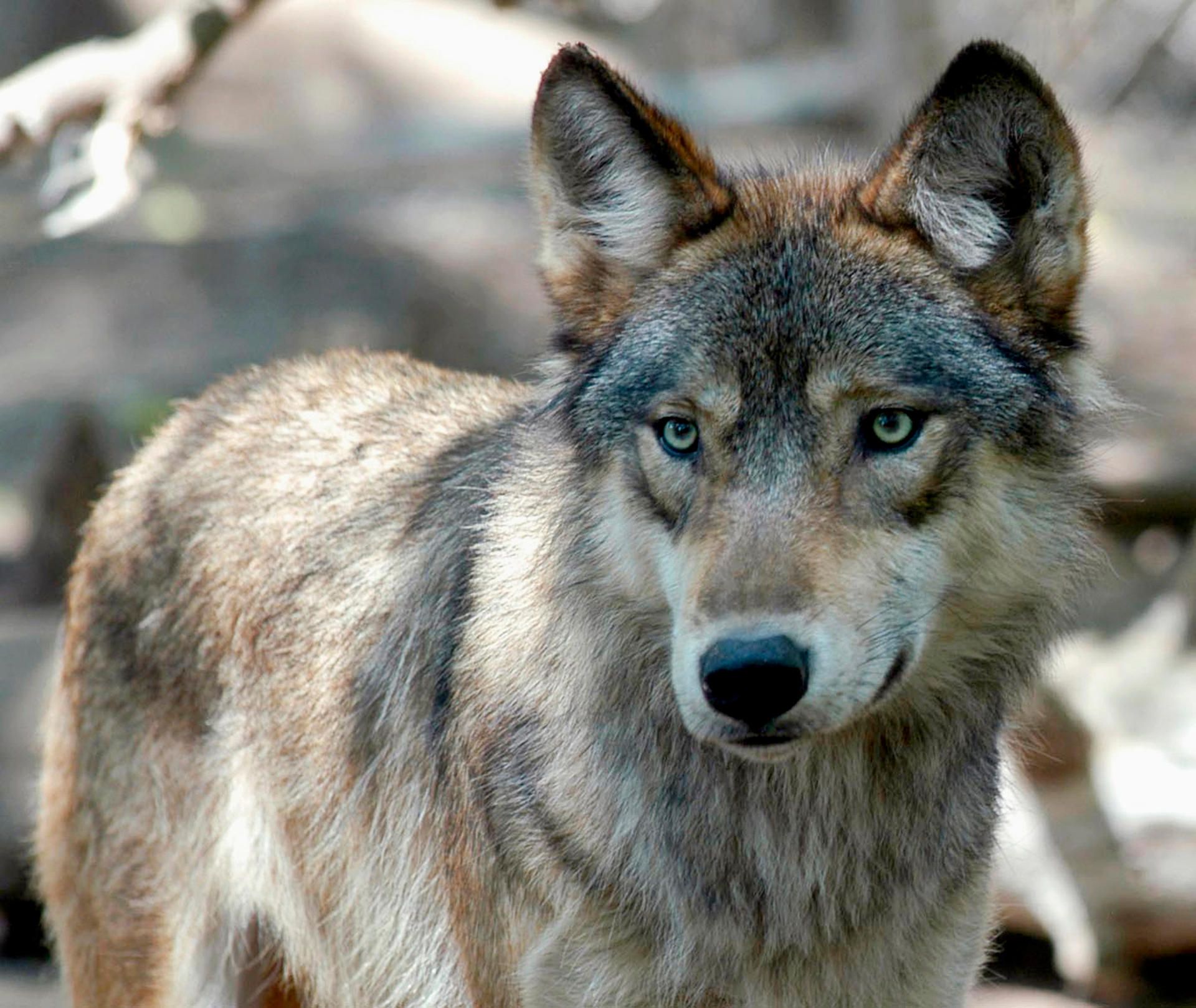 wolf (1)