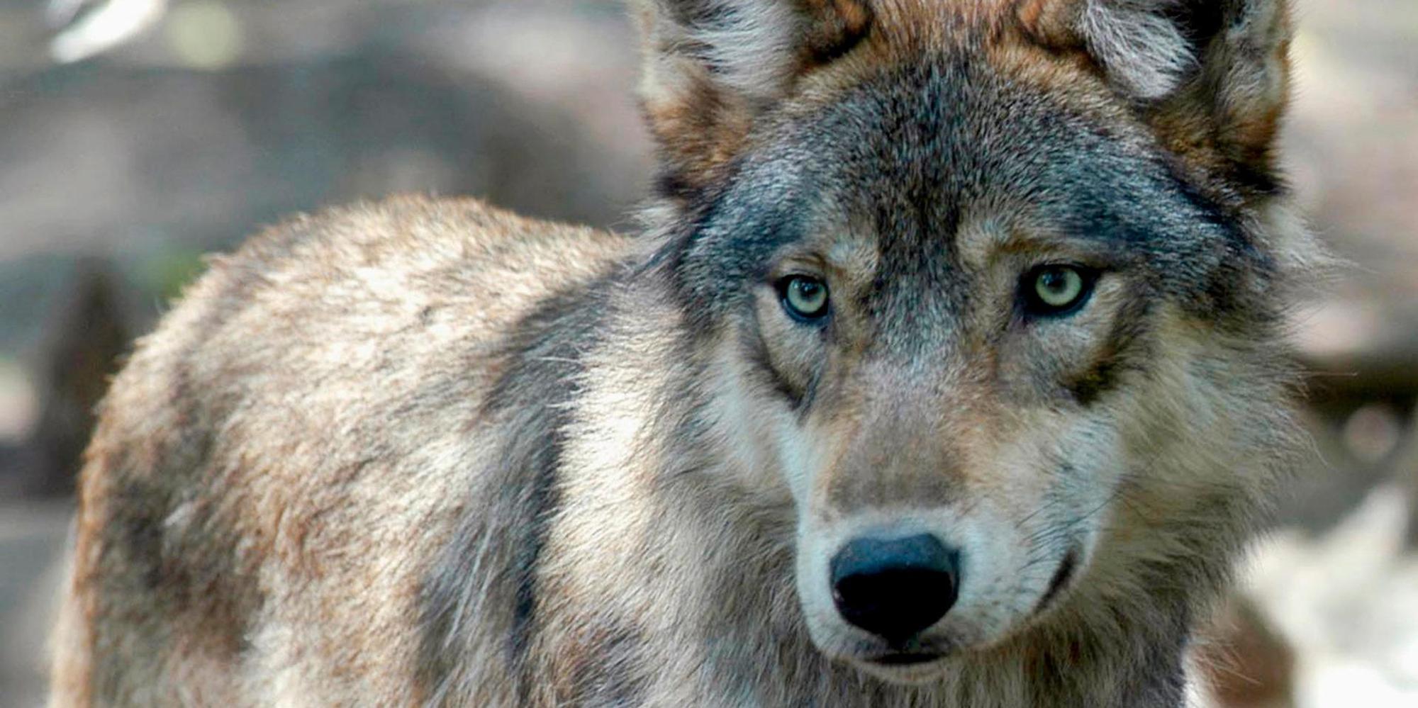 wolf (1)