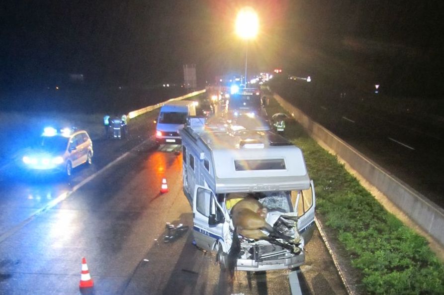 Unfall mit Pferden