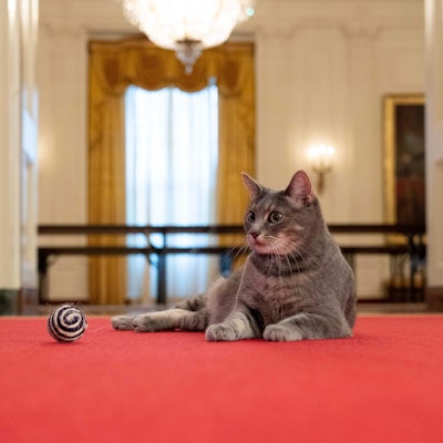 Willow Präsidenten-Katze 280122