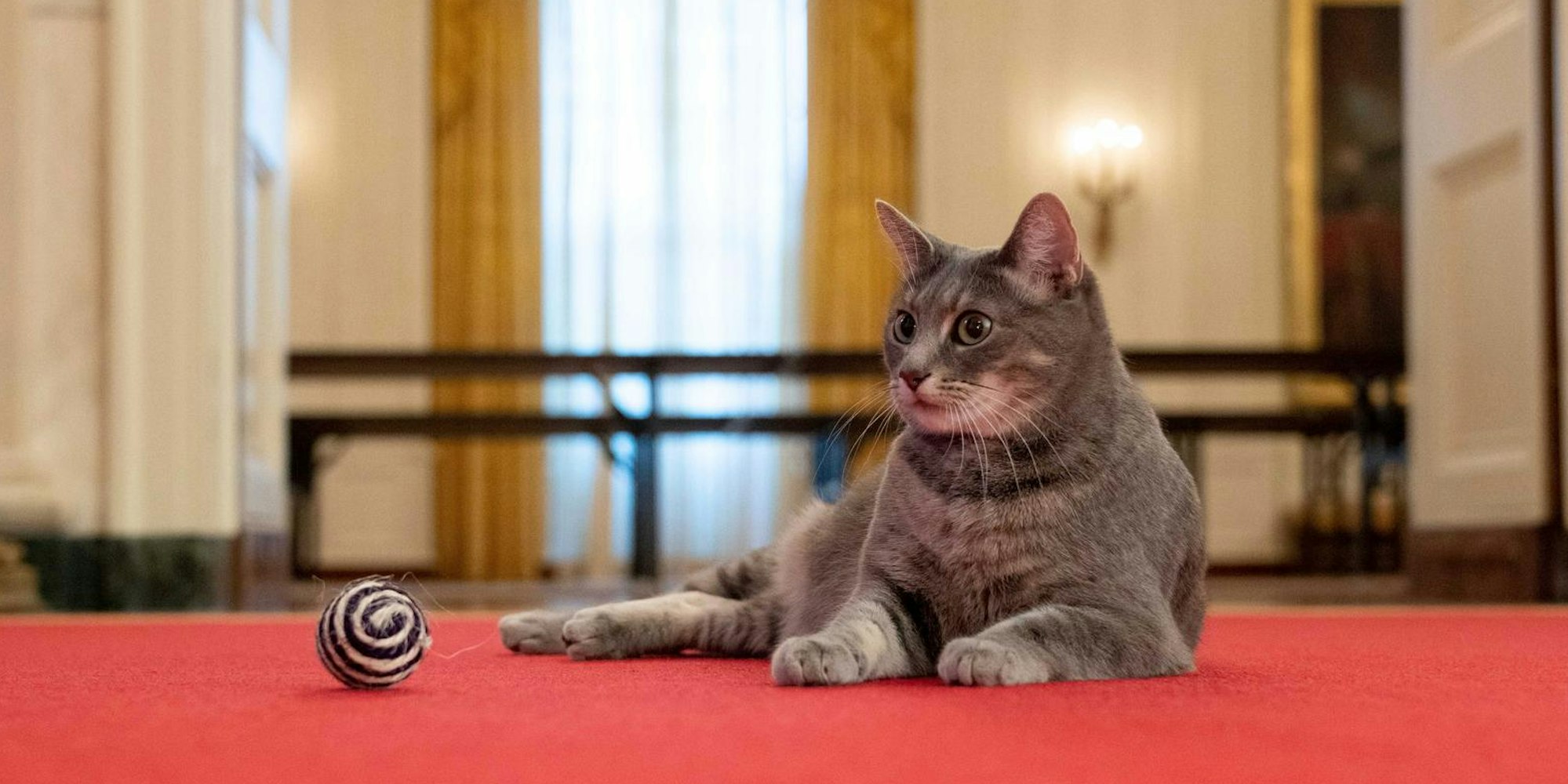 Willow Präsidenten-Katze 280122