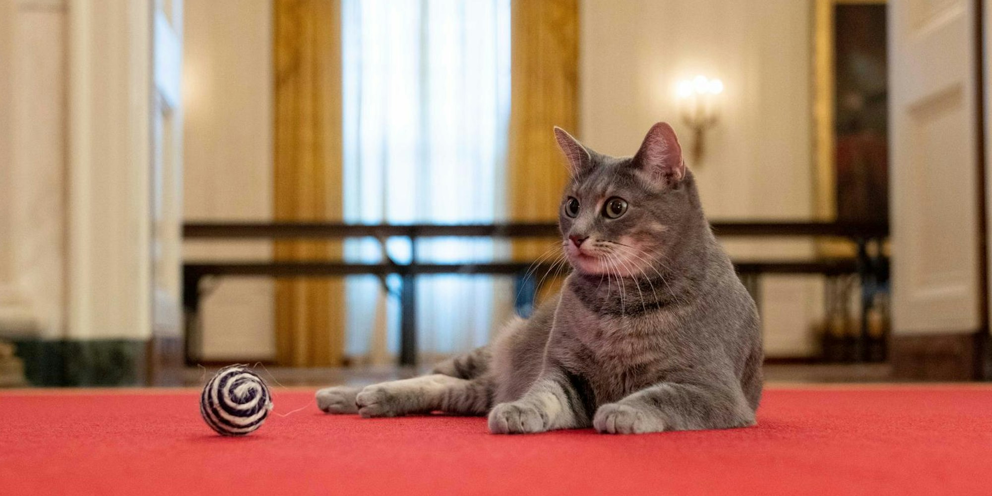 Willow Präsidenten-Katze 280122