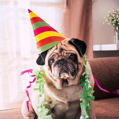 GettyImages Mops mit Partyhut Karneval Symbolbild