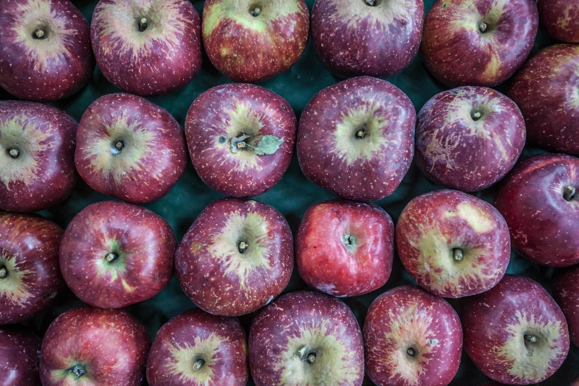 leichlingen-obstmarkt--ALF_7420