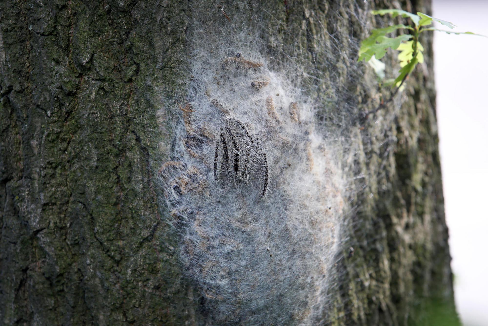Eichenprozessionsspinner Nest