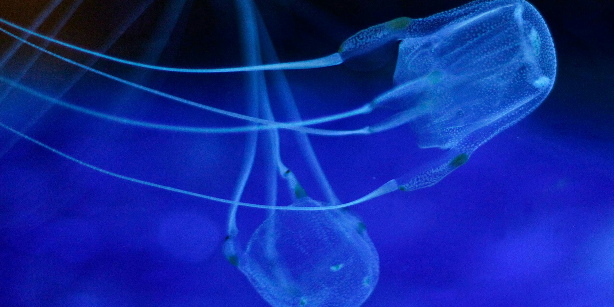 Würfelquallen 270122