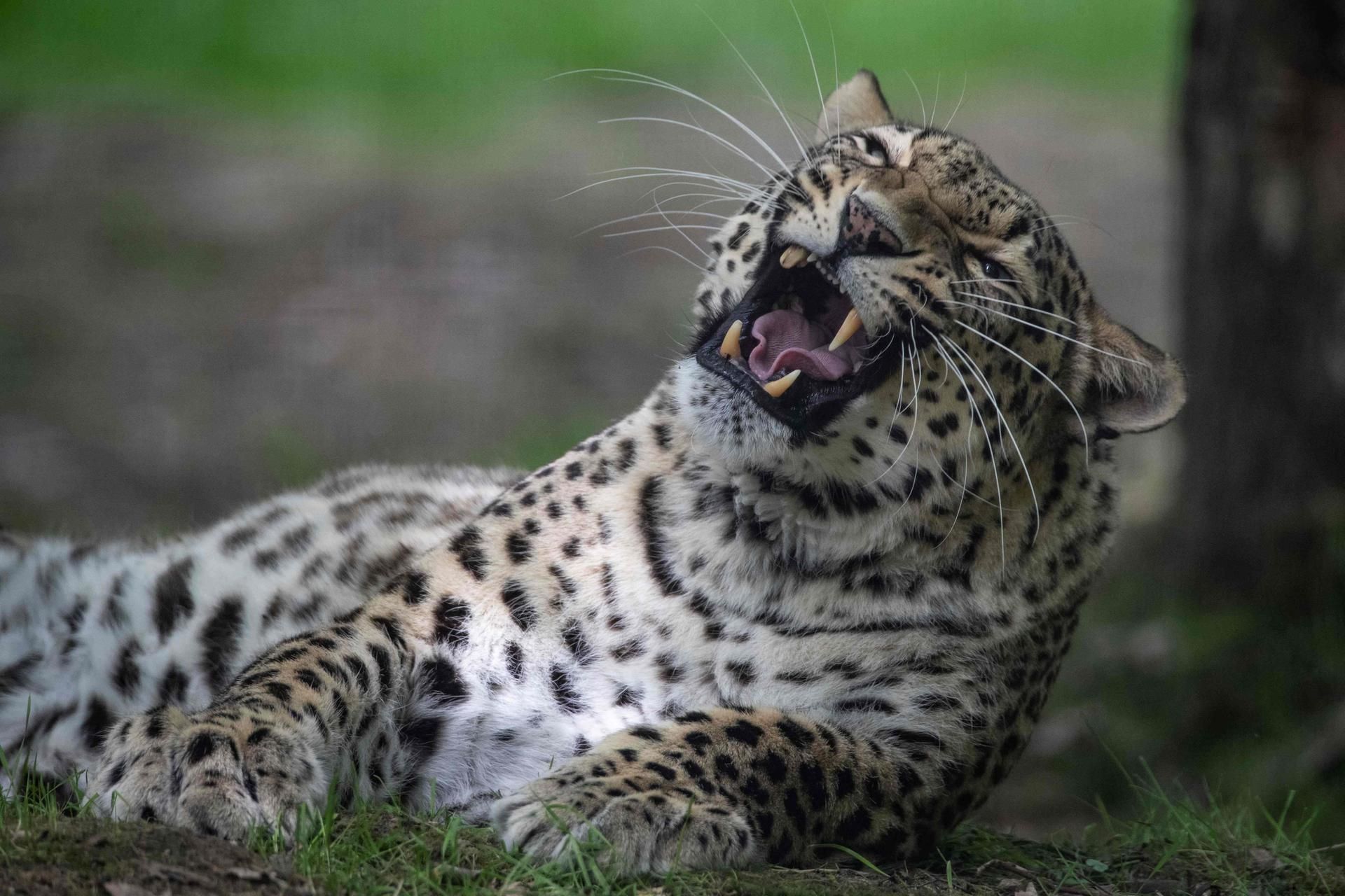 Leopard Symbolbild