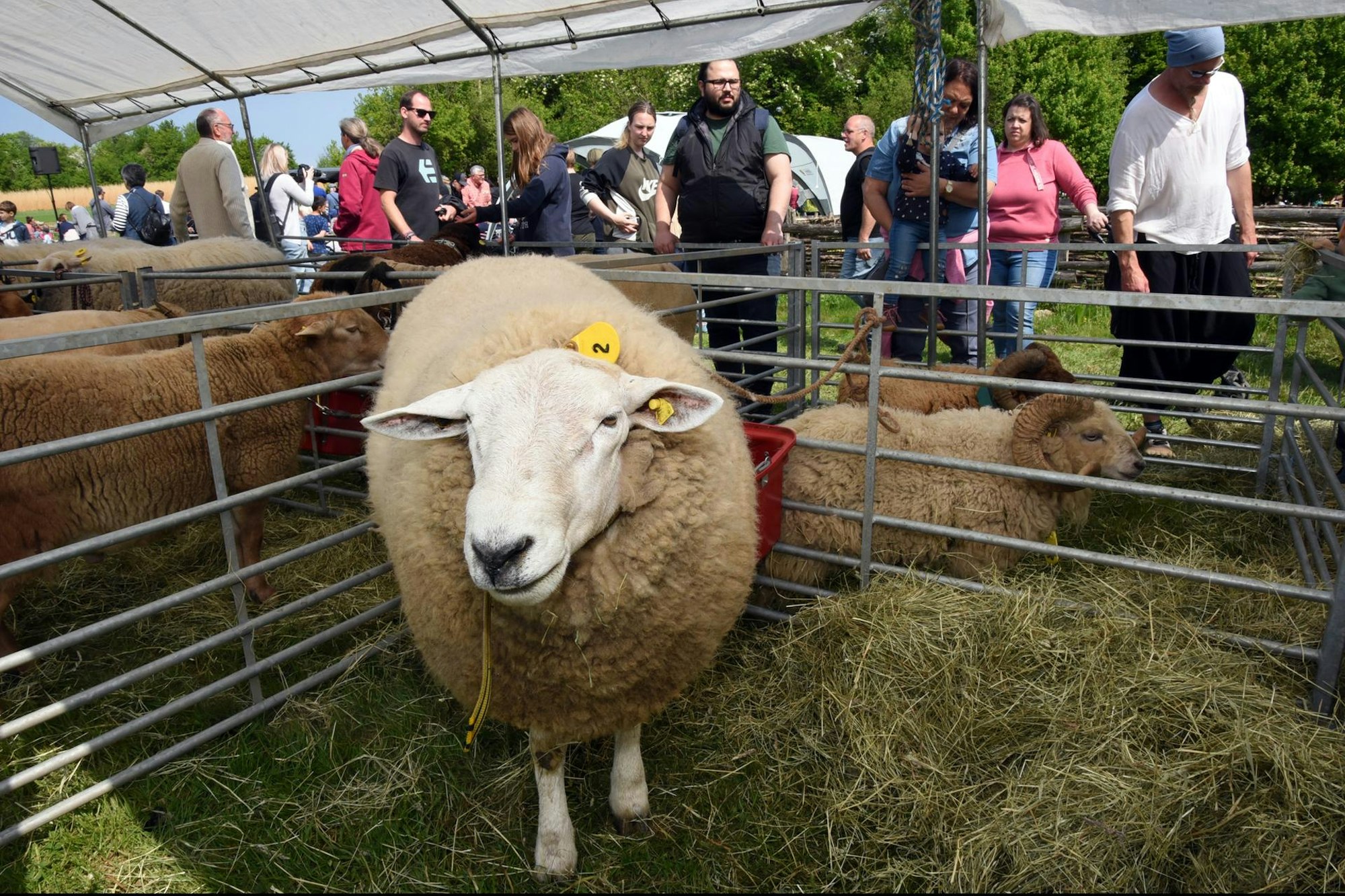 20220508_ds_Schaefertag_FreilichtmuseumLindlar6