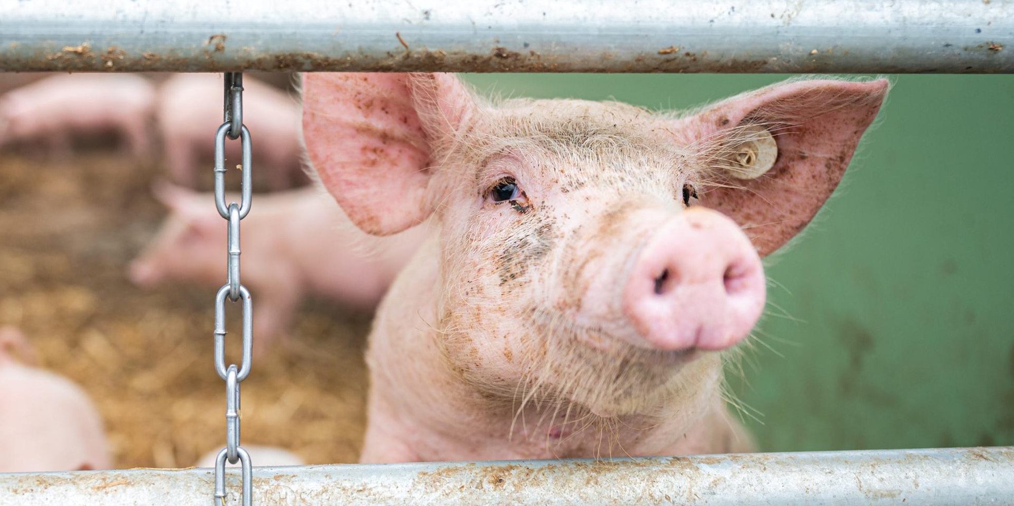 Schwein (1)