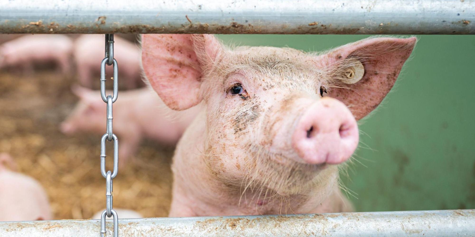 Schwein (1)